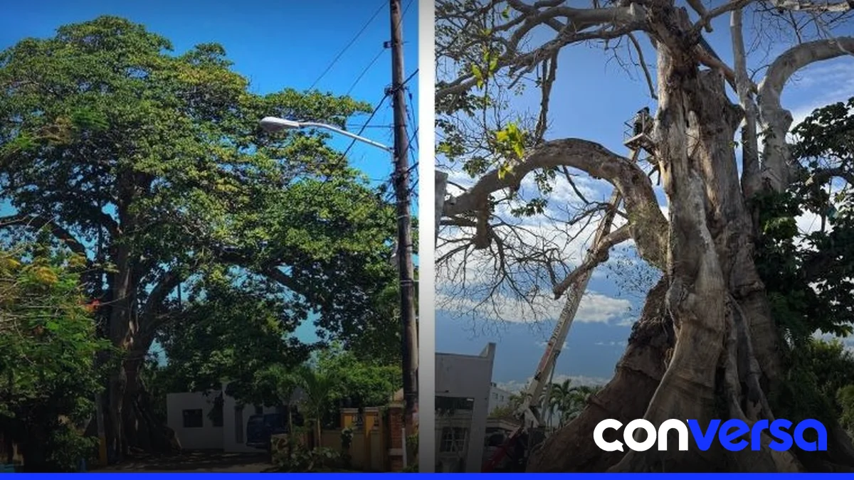 Imagen de la anacagüita en el sector Los Prados antes de su tala.