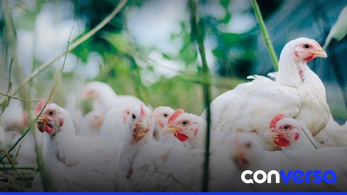 Aves en una granja avícola en Santa Catarina, Brasil.