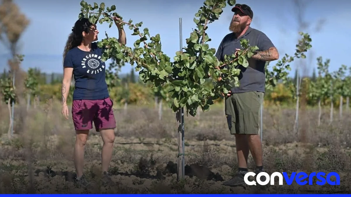 Agricultores en el sur de Francia cultivan pistacho como alternativa a la vid debido al impacto del cambio climático.