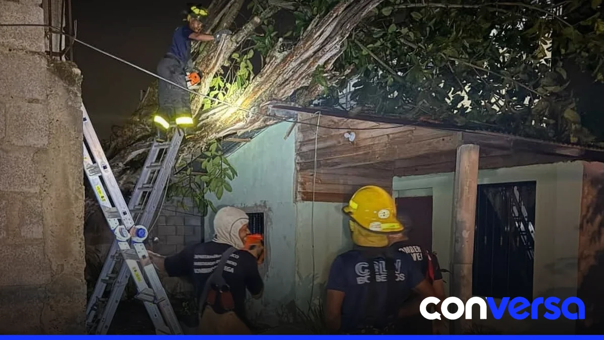 Imagen de una zona afectada por la caída de un árbol en La Vega.
