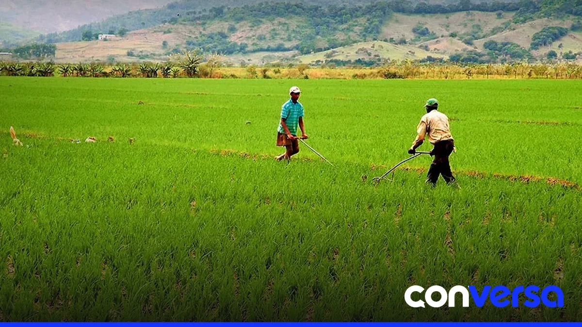 Imagen de un campo de arroz en la República Dominicana.
