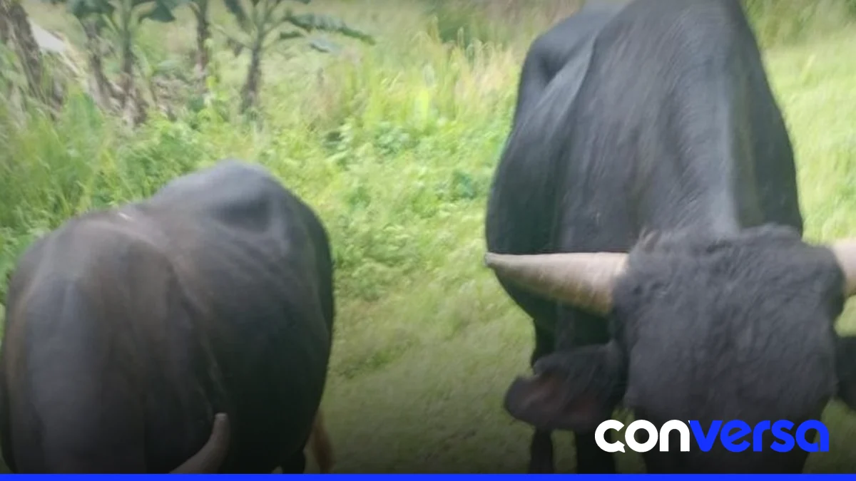 Imagen de un campo con animales en la región de Ocoa.
