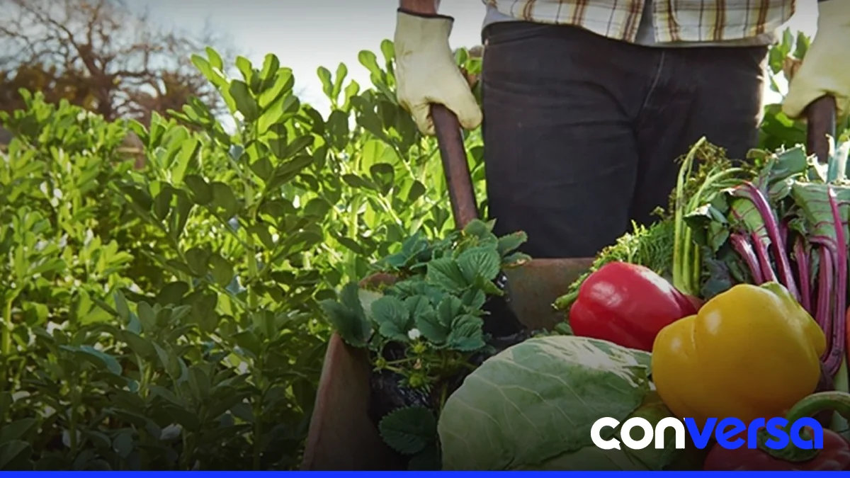 Comedores comunitarios en acción, distribuyendo alimentos a las familias en situación de vulnerabilidad.