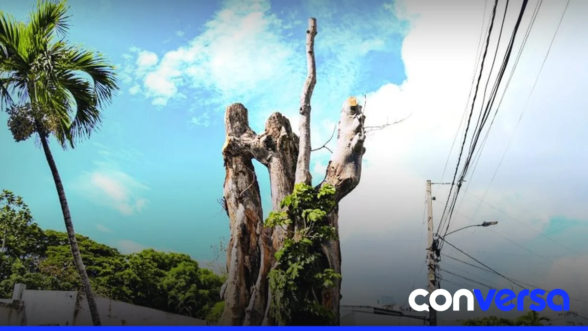 Imagen de un árbol centenario en el sector Los Prados, donde se realizó la tala que generó reacciones entre los residentes.
