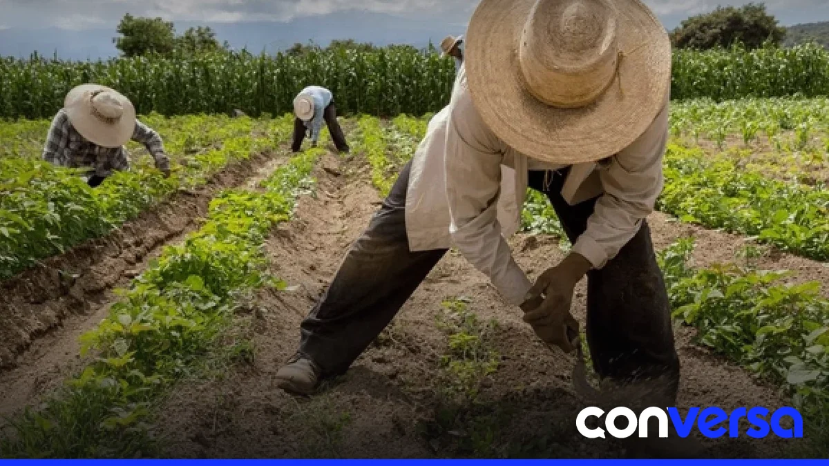 Trabajadores en una finca agrícola en la región fronteriza de Monte Cristi.