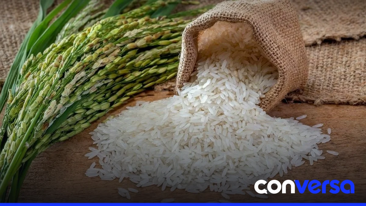 Productores de arroz en un cultivo en la región de San José de Ocoa.