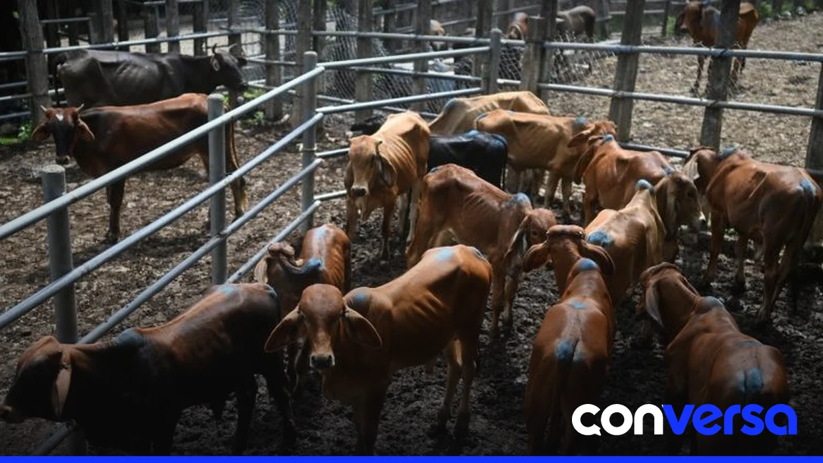 Vendedores en un mercado ganadero de Sensuntepeque, El Salvador, donde las vacas flacas son comunes debido a la sequía provocada por El Niño.