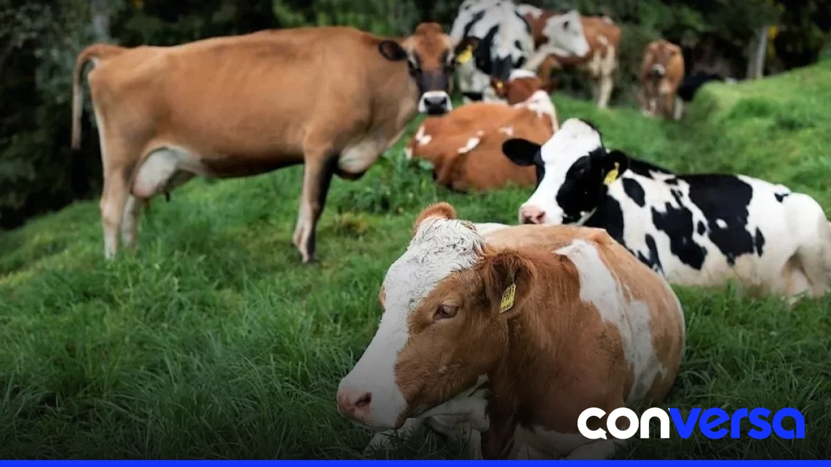 Imagen de la XXXV Feria Agropecuaria de la Región Este, organizada por la Asociación de Ganaderos de Nisibón (AGANI).