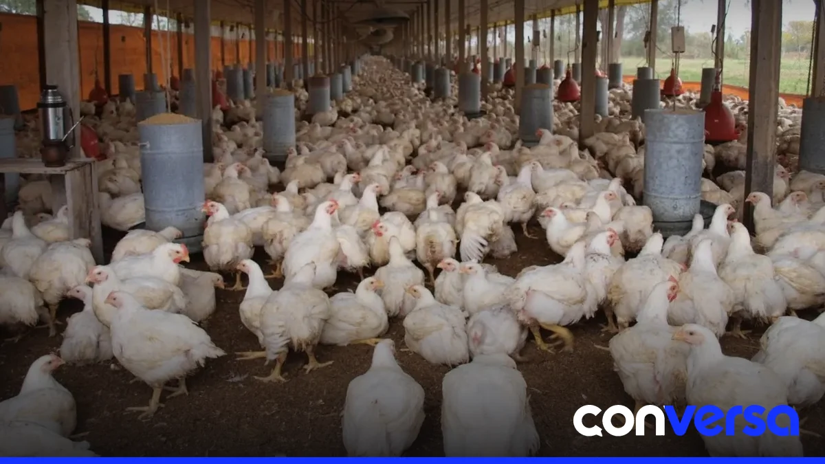 Productores de pollo en una granja en el municipio de Espaillat.