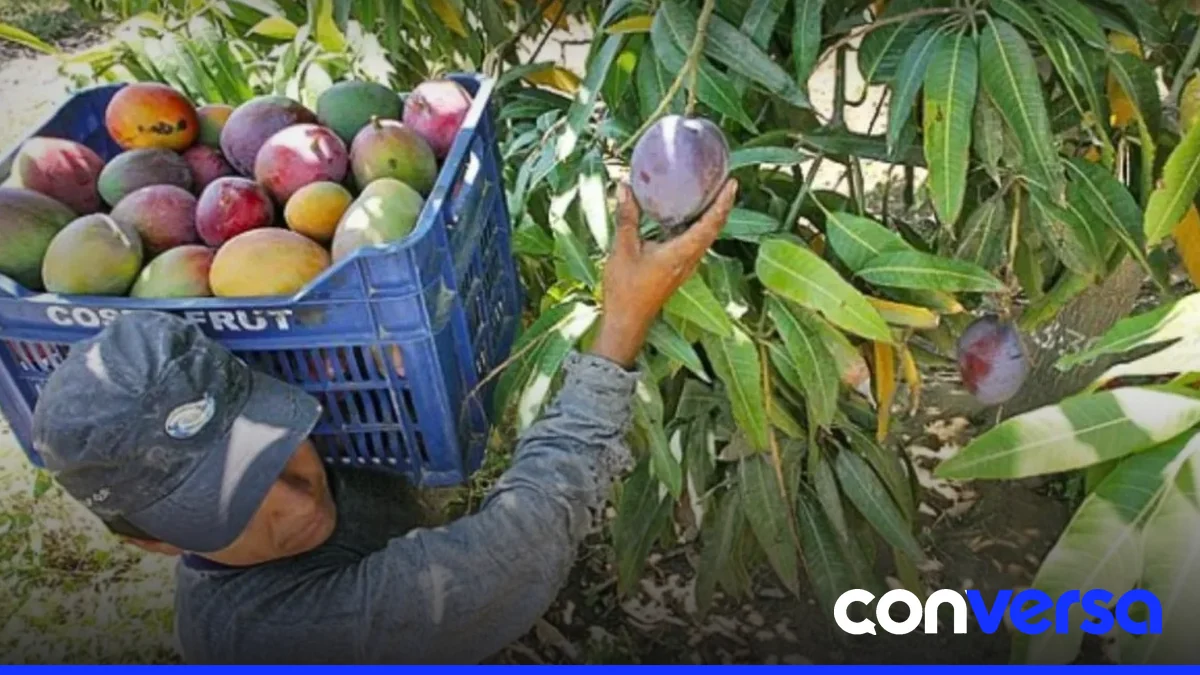 Productores de mango y habichuelas enfrentan desafíos por plagas y barreras comerciales.
